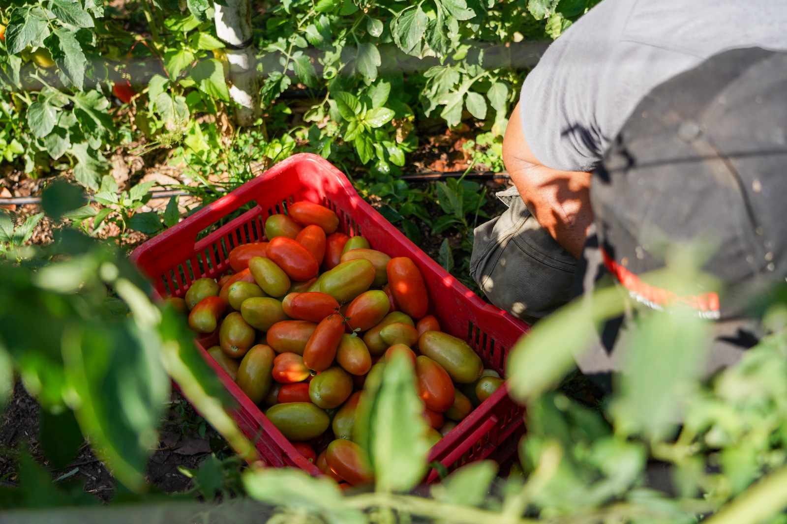 Tomates de El Mercadito